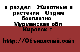  в раздел : Животные и растения » Отдам бесплатно . Мурманская обл.,Кировск г.